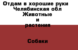 Отдам в хорошие руки. - Челябинская обл. Животные и растения » Собаки   